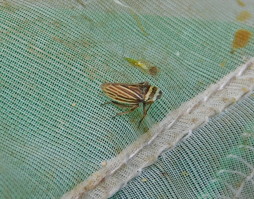 Aphrodes makarovi