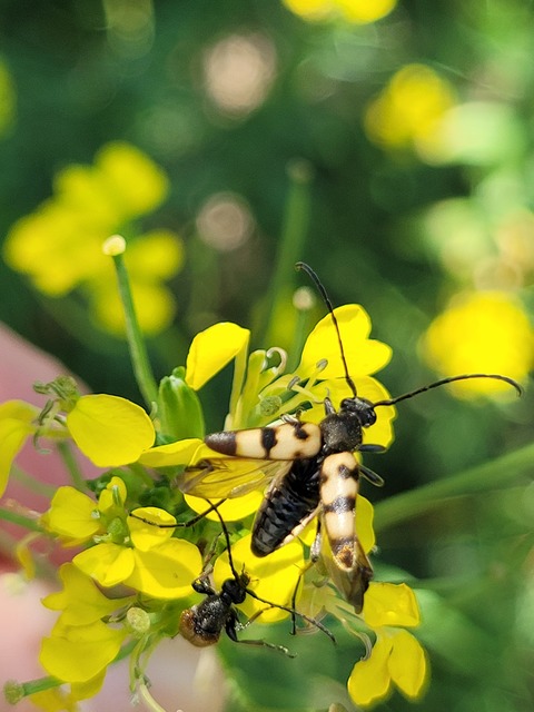 Pachytodes erraticus - rajzos virágcincér