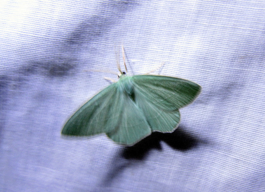 Hemistola chrysoprasaria - kékes zöldaraszoló