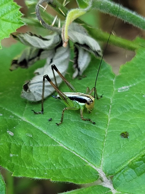 Pachytrachis gracilis - karcsú szöcske