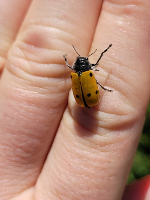 Lachnaia sexpunctata - szőrösnyakú zsákhordóbogár