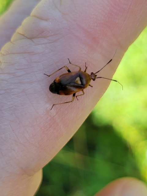 Deraeocoris ruber - vöröses mezeipoloska