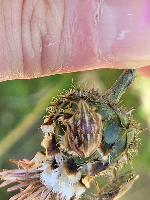 Odontotarsus purpureolineatus - tarka pajzsospoloska