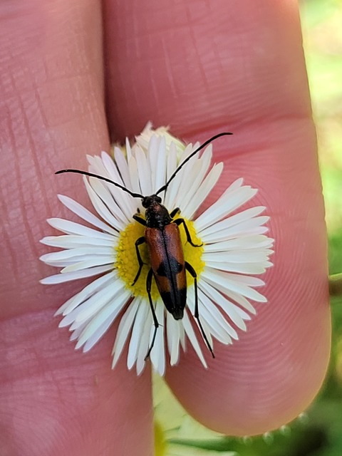 Stenurella bifasciata - kétöves karcsúcincér