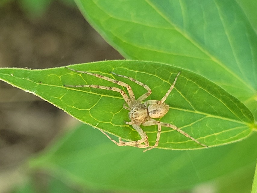 Anyphaena accentuata - jegyespók