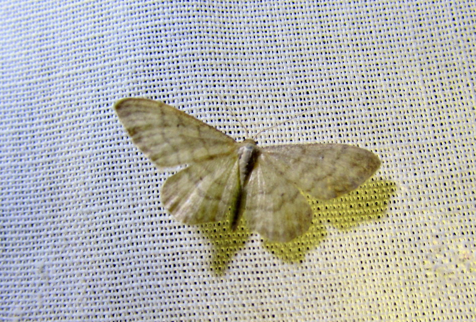 Idaea dilutaria - napvirág-apróaraszoló