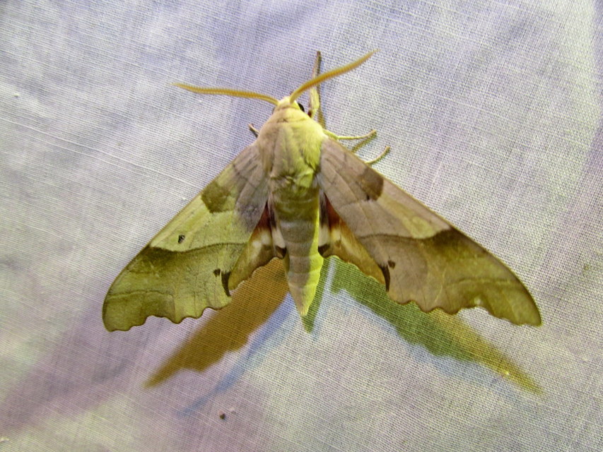 Marumba quercus - tölgyfaszender
