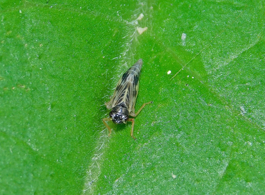Evacanthus acuminatus