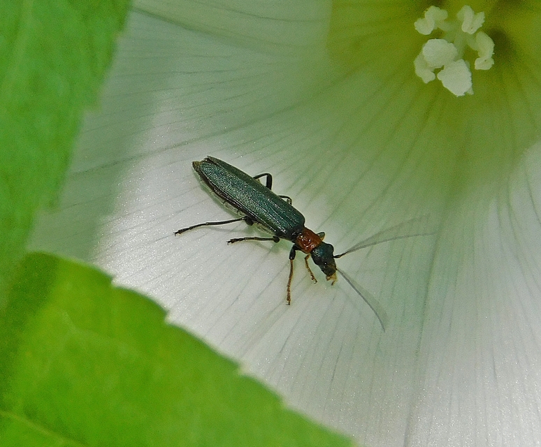 Oedemera croceicollis - pirostorú álcincér