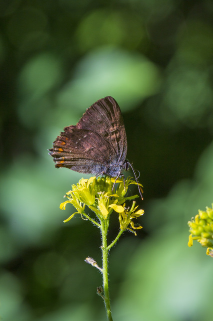 Satyrium ilicis - tölgyfa-csücsköslepke