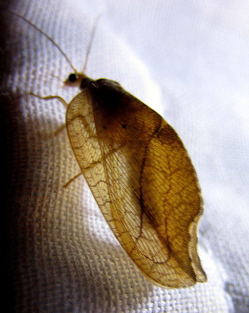 Drepanepteryx phalaenoides