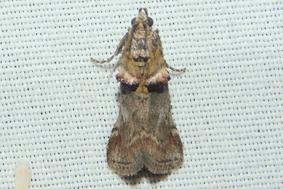 Trachonitis cristella - bokorrágó karcsúmoly