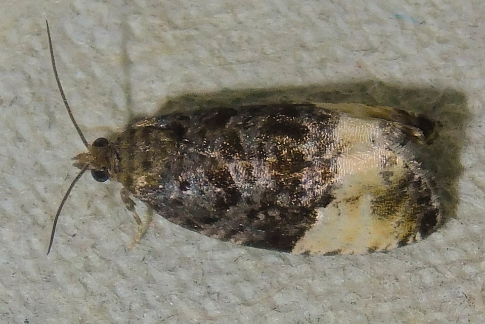 Hedya