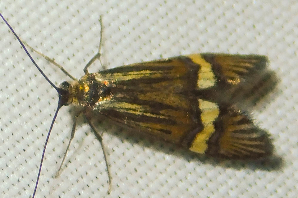 Nemophora degeerella - pompás tőrösmoly