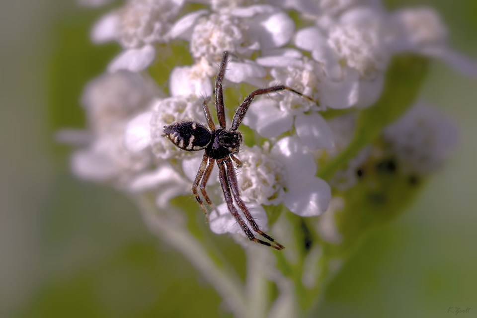Synema globosum - fekete-sárga karolópók