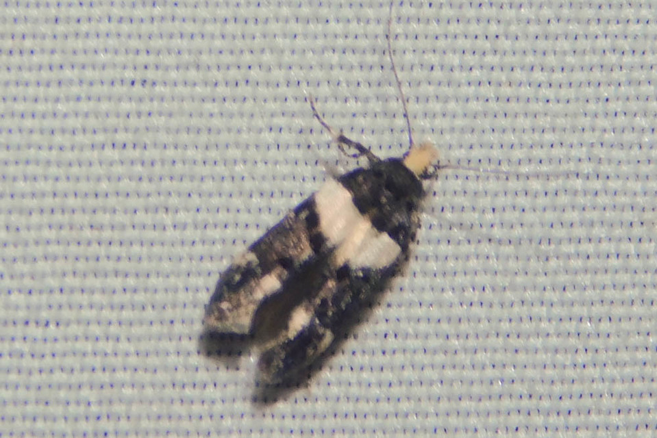 Recurvaria leucatella - nagy vörös-rügysodrómoly