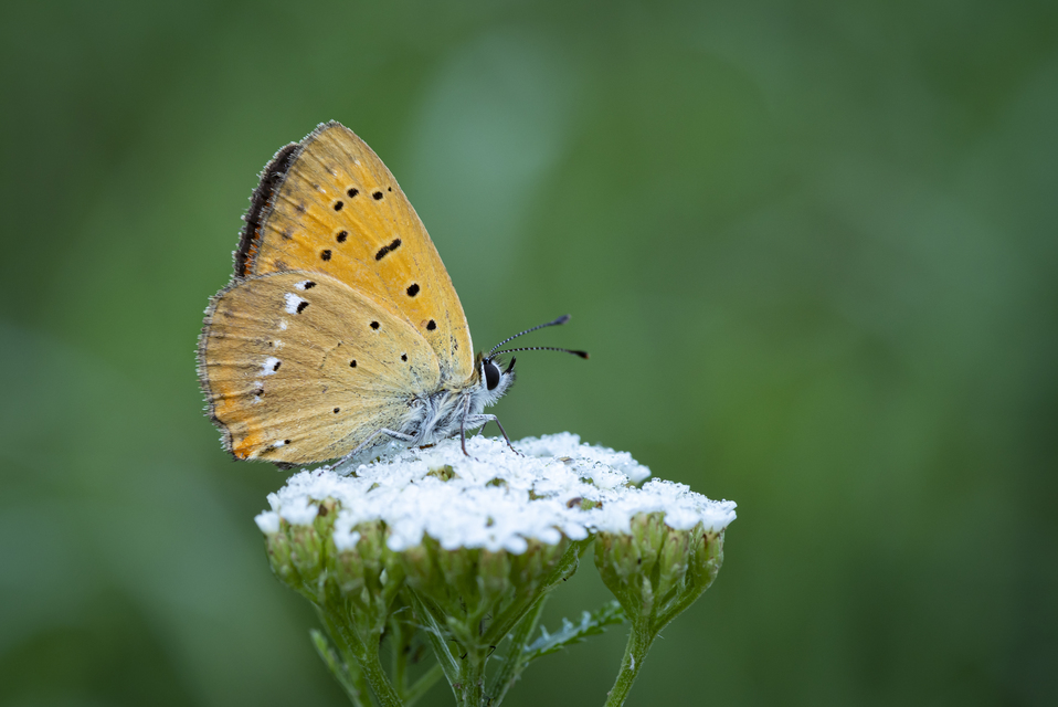 Lycaena virgaureae - arany-tűzlepke