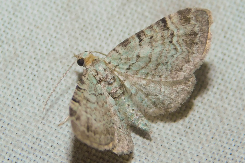 Pasiphila rectangulata - almavirág-araszoló