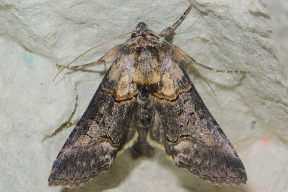 Abrostola asclepiadis - barnaövű csalánbagoly