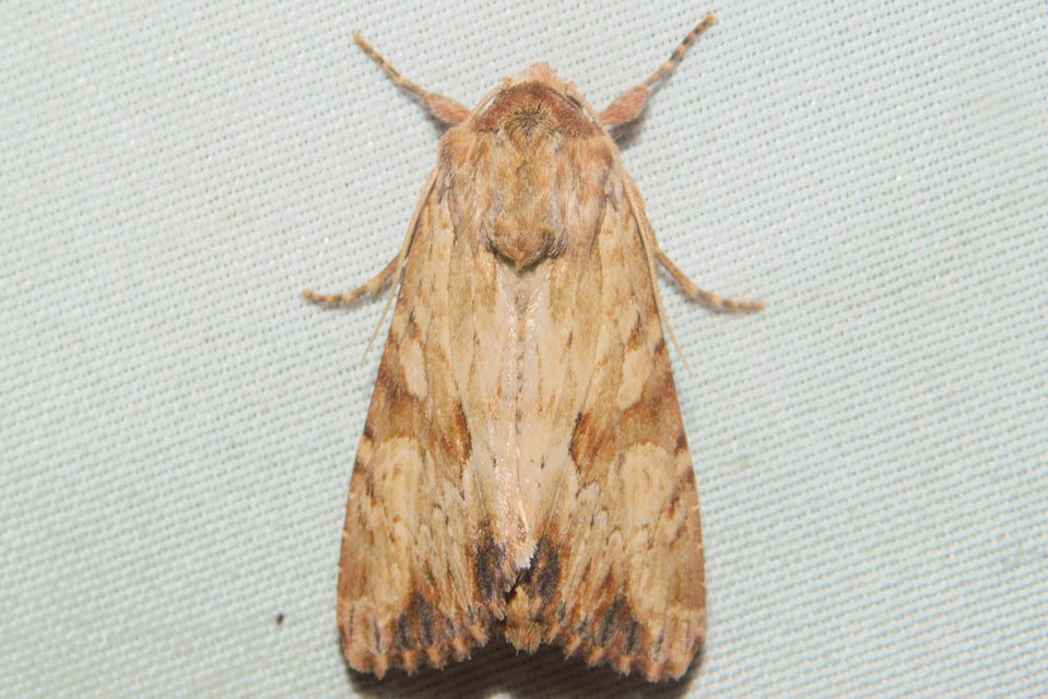 Apamea sublustris - sárgás dudvabagoly