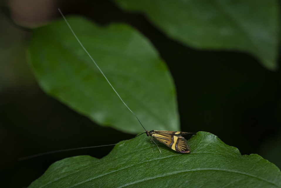 Nemophora degeerella - pompás tőrösmoly
