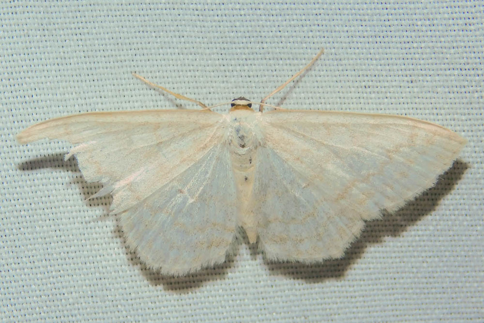 Scopula floslactata - tejfehér sávosaraszoló
