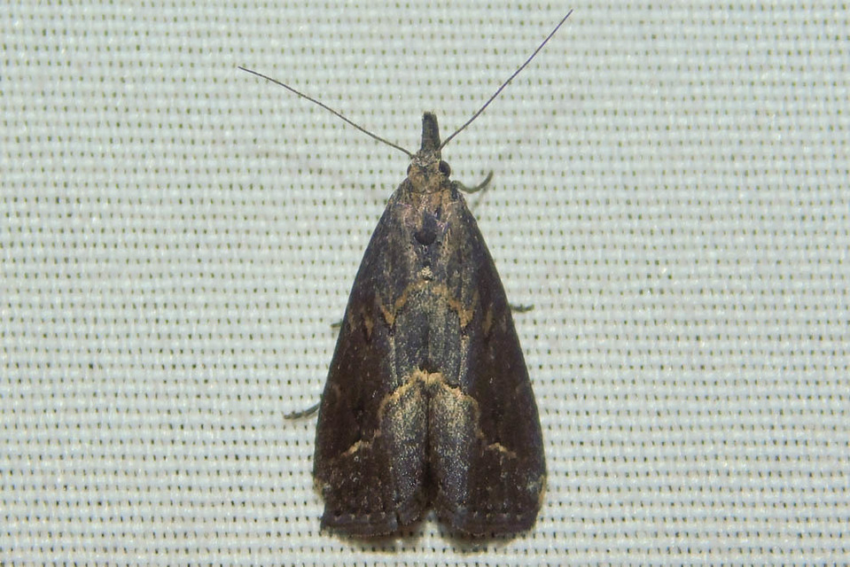 Schrankia costaestrigalis - keskenyszárnyú karcsúbagoly