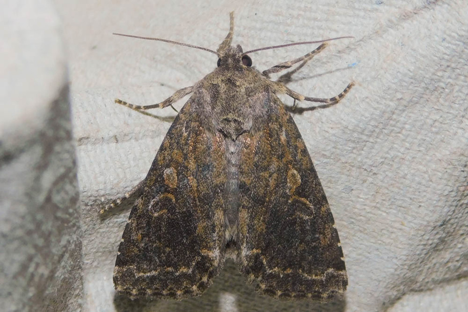 Apterogenum ypsillon - ipszilon-erdeibagoly