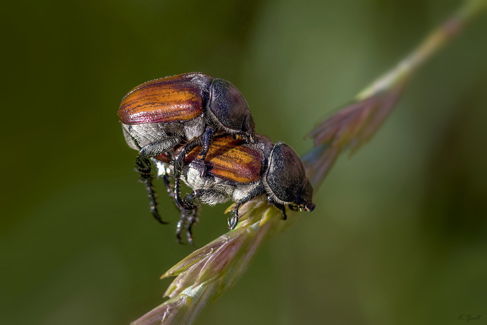 Anisoplia tempestiva - gabonaszipoly