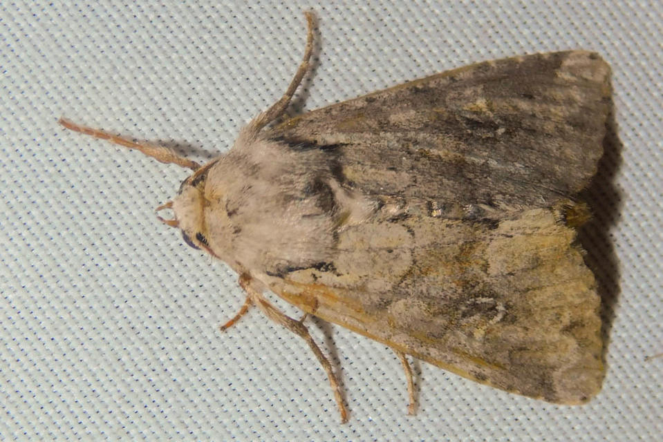 Apamea sordens - kalászrágó dudvabagoly Apamea sordens - kalászrágó dudvabagoly