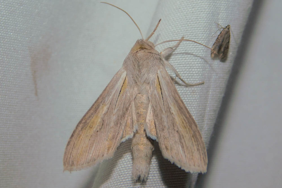 Cucullia balsamitae - homoki csuklyásbagoly