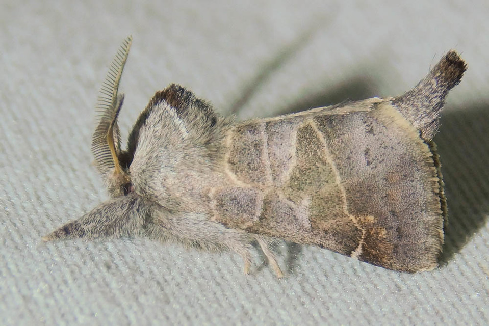 Clostera pigra - apró levélszövő