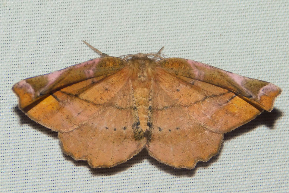 Apeira syringaria - orgona-araszoló