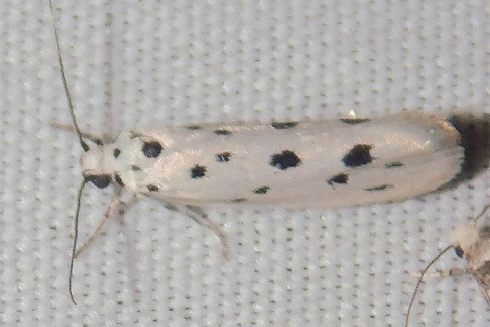 Ethmia dodecea - tízpettyes feketemoly