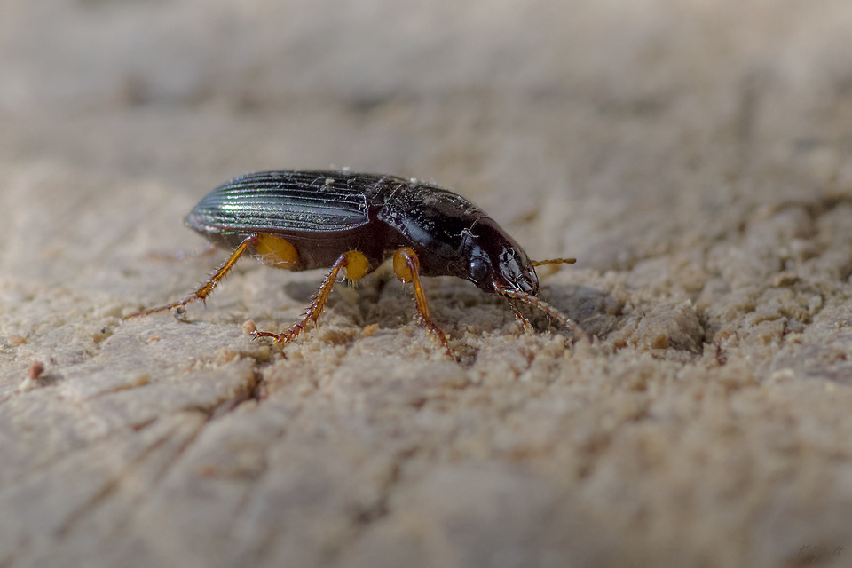 Harpalus smaragdinus - smaragd-lomhafutó