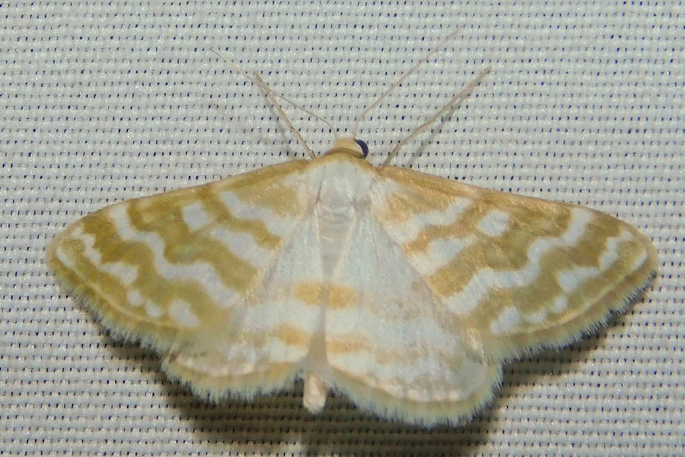 Idaea sericeata - selymes sávosaraszoló