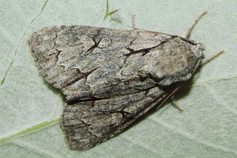 Acronicta psi - pszi-betűs szigonyosbagoly