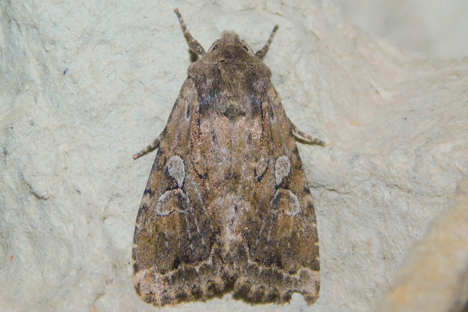 Apterogenum ypsillon - ipszilon-erdeibagoly