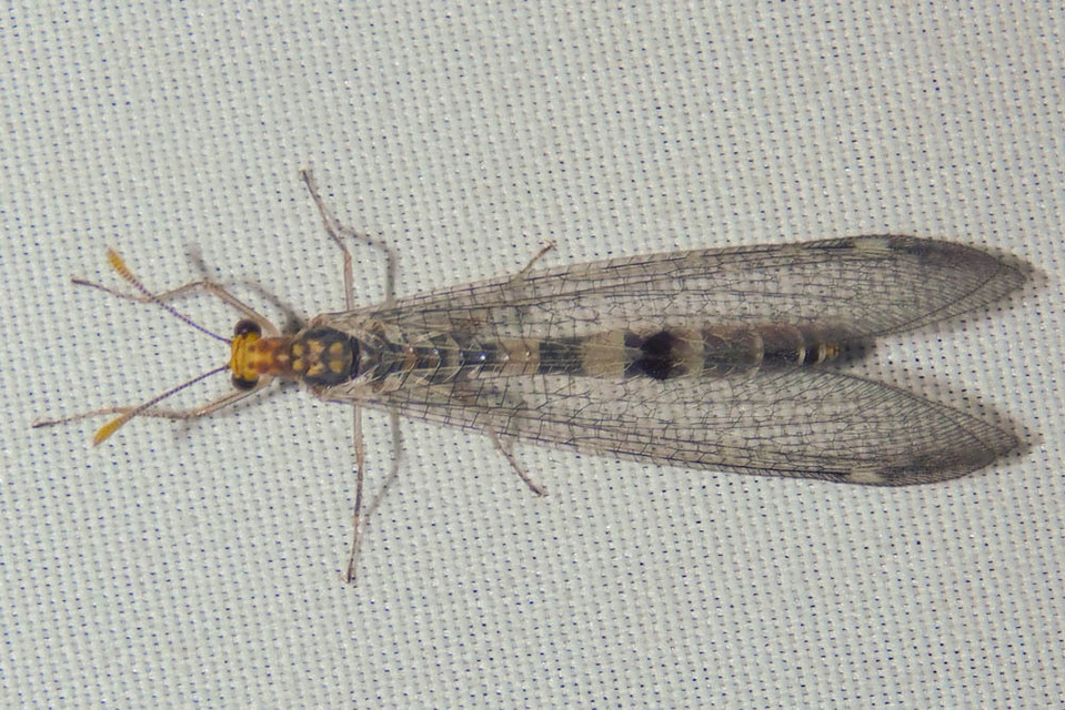 Megistopus flavicornis - kétfoltos hangyaleső