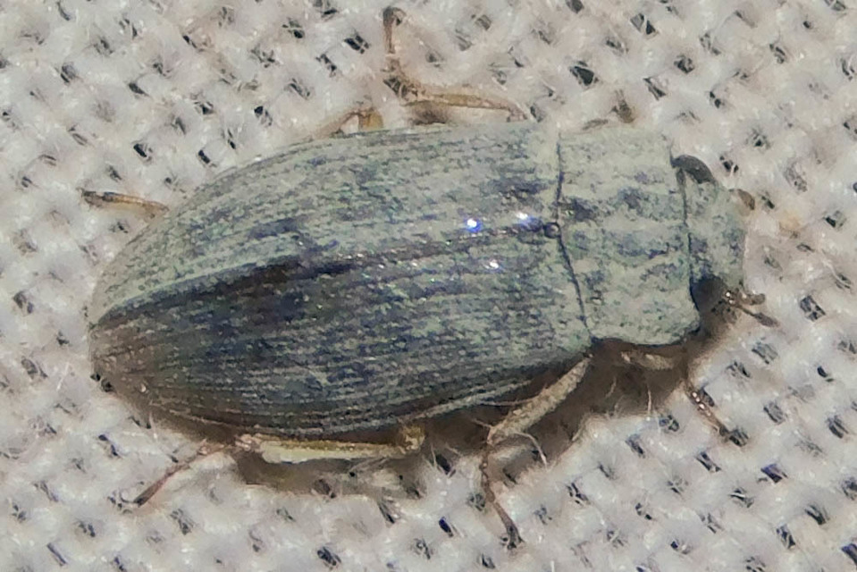 Helophorus