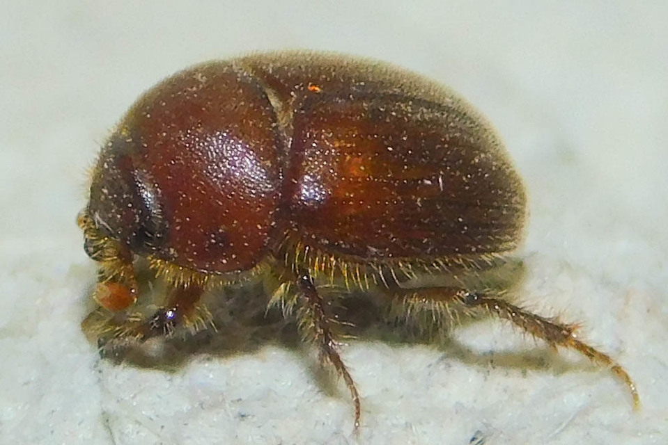 Ochodaeus chrysomeloides - alkonyati homoktúróbogár Ochodaeus chrysomeloides - alkonyati homoktúróbogár