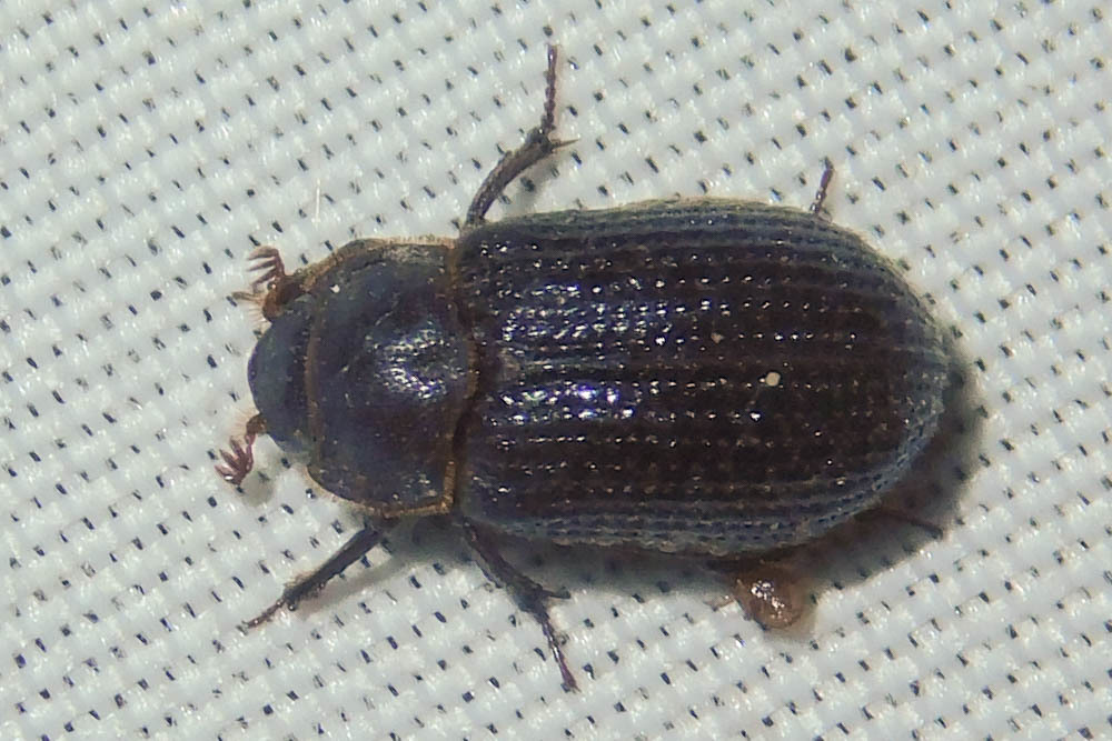 Trox perrisii - fészeklakó irhabogár
