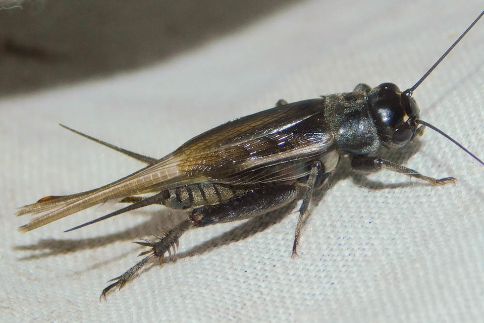 Eumodicogryllus bordigalensis - bordói tücsök