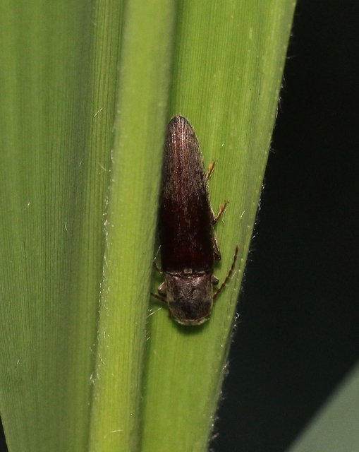 Synaptus filiformis - talpas pattanó