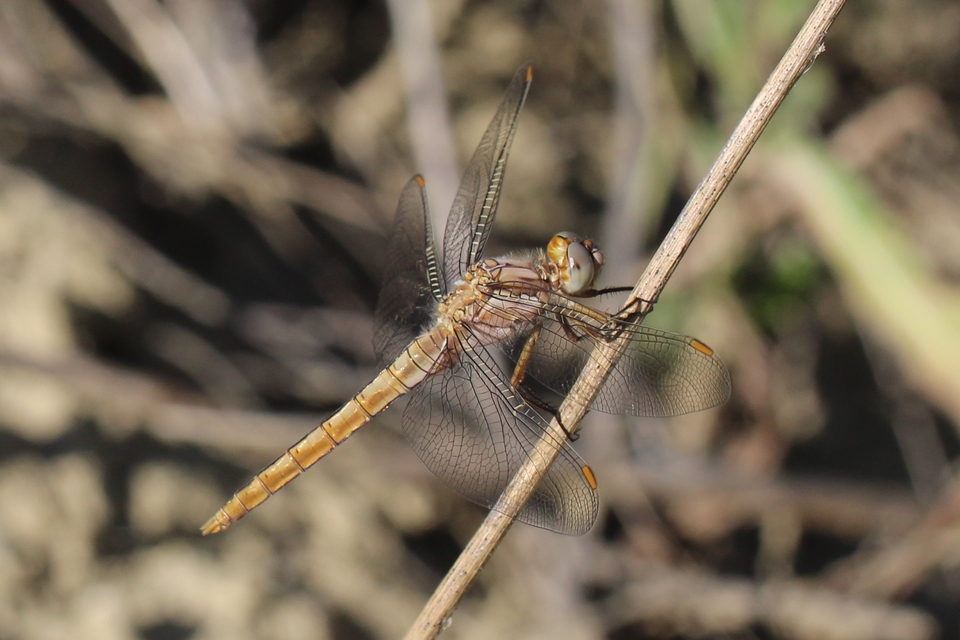 Orthetrum brunneum - pataki pásztorszitakötő