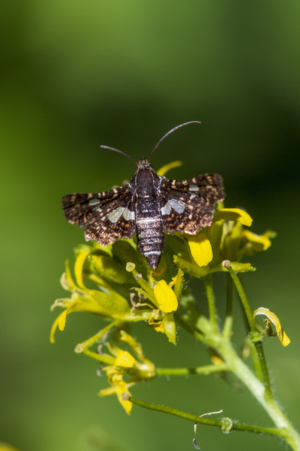 Thyris fenestrella - gyakori ablakosmoly