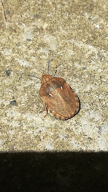 Eurygaster Eurygaster