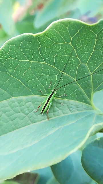 Conocephalus fuscus - kis kúpfejűszöcske