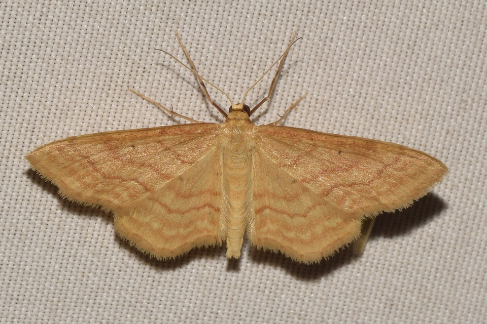 Idaea rufaria - vörhenyes sávosaraszoló