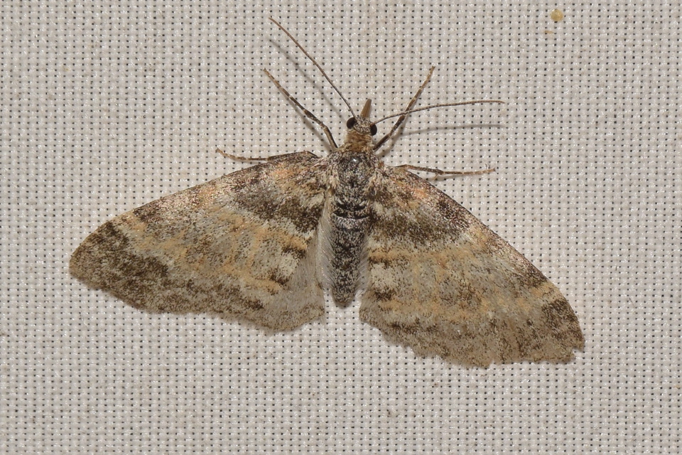 Lobophora halterata - szárnyfüggelékes araszoló